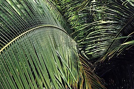 葉子,植物,綠色
