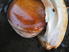 板栗,自然,種子