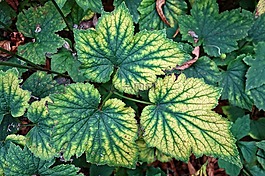 葉,植物,靜脈