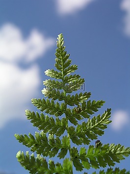 蕨類植物,自然,草