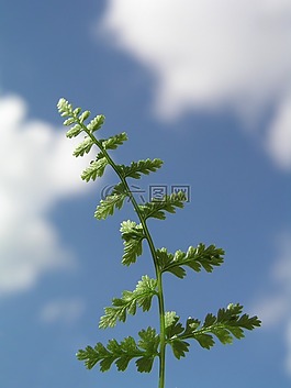 蕨類植物,葉,自然