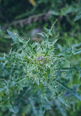 薊,廠,性質(zhì)