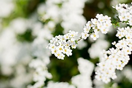 稀饭,白花,白色的花