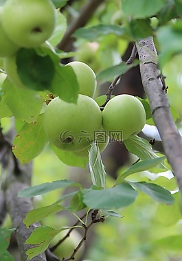 蘋果,水果,食品