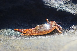 蟹,生活,生物