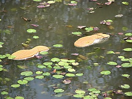 水上運動,游泳,漂流和貨物
