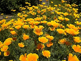 黃色,開花,鮮花