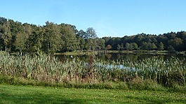 湖,性質(zhì),樹木