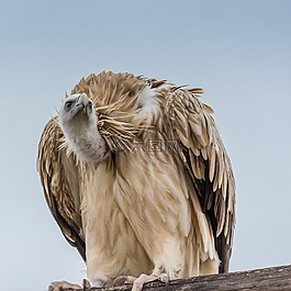 性質(zhì),動物,鳥