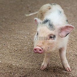 性質,動物,豬