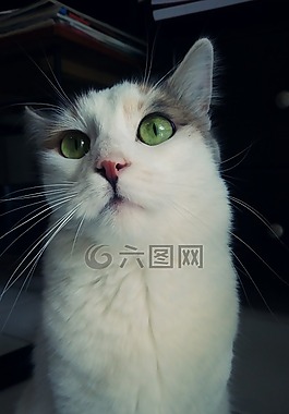 動物,貓,寵物