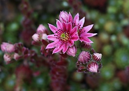 houseleek,開花,石頭作物