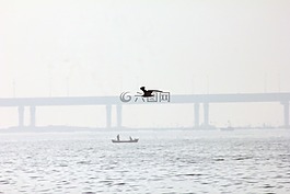 鳥(niǎo),鷗,海