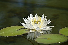 蓮花,百合,花