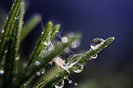 滴,水,植物