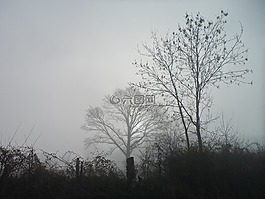 場,樹,霧