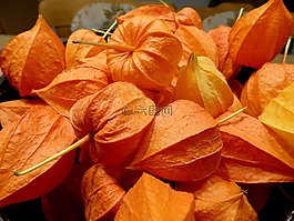 lampignonblume,橙,花