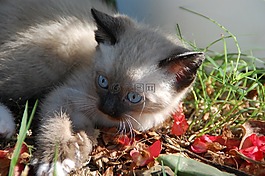 貓,小貓,動物