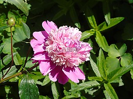花,粉色,牡丹