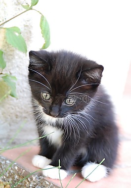 貓,小貓,動物