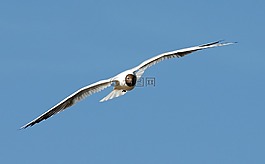 鷗,飛行,鳥