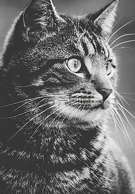 可愛(ài)的,動(dòng)物,動(dòng)物攝影