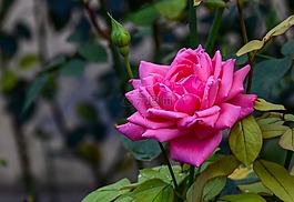 花,綠色,葉
