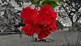 玫瑰,花,黑色和白色