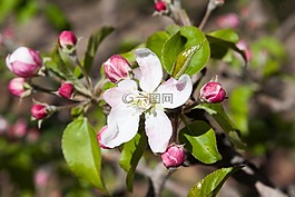 蘋果花,盛開,鮮花