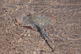 螈 ribbontail 射線,黑眉錦蛇 lymma,魟