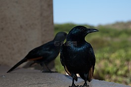 鳥,南非,自然