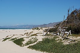 海滩,海岸,沙丘