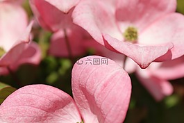 粉紅山茱萸,山茱萸,木本植物
