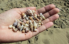 貝殼,海灘,沙