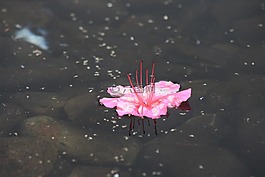 花,粉色,水