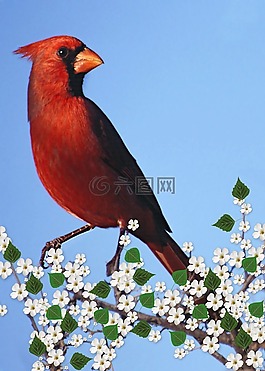 红衣主教男,开花分支,carddigital