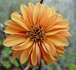 大麗花,雌蕊,橙花
