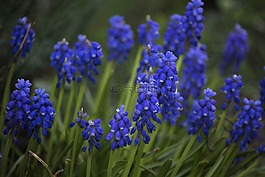 春,葡萄風信子,花園