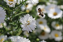 鮮花,白,背景