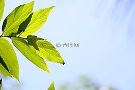 天空,綠色,自然