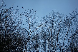 木,樹,吠