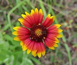 毯子花,花,火輪
