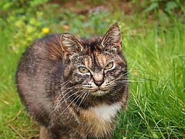 猫,野生猫科动物,向上看