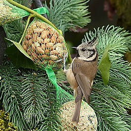 動(dòng)物,鳥,山雀