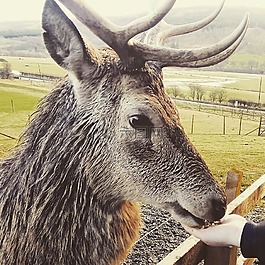 鹿,highlandsafari,特寫