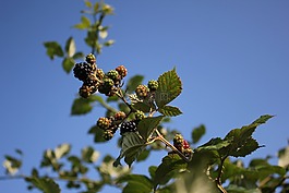 水果,植物,黑莓