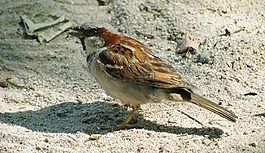 鳥(niǎo),麻雀,斯珀林