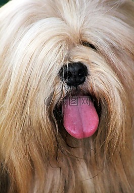 小獵犬,狗,寵物