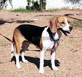 小獵犬,狗,寵物