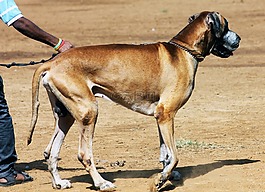 狗,寵物,動物